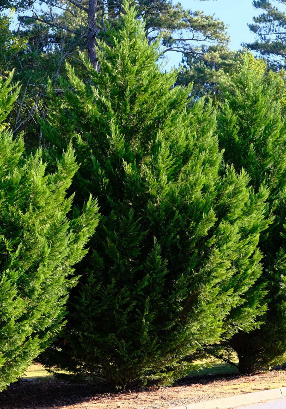 Leyland Cypress Trees in a Row along Road as hedge