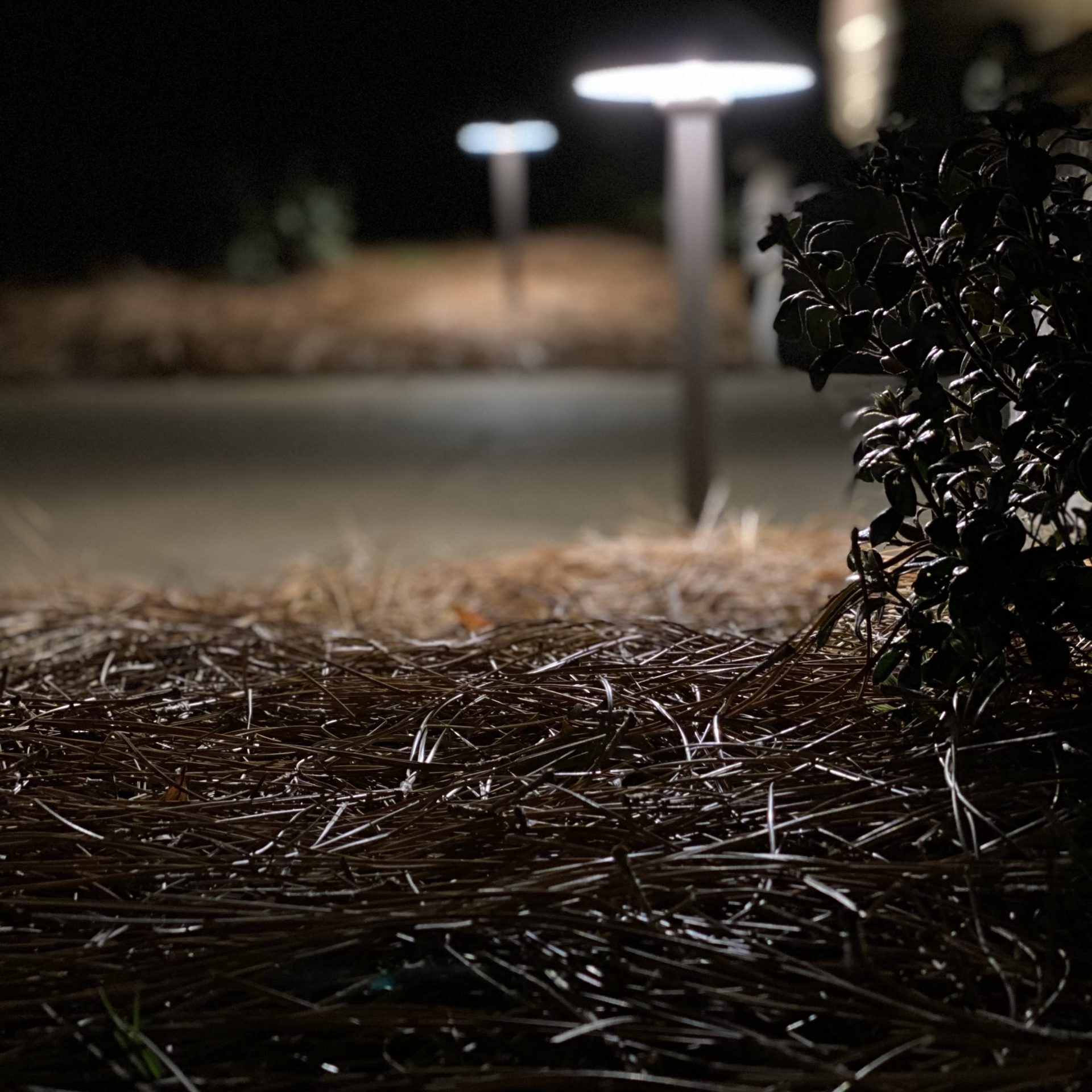 pathwaylighting1